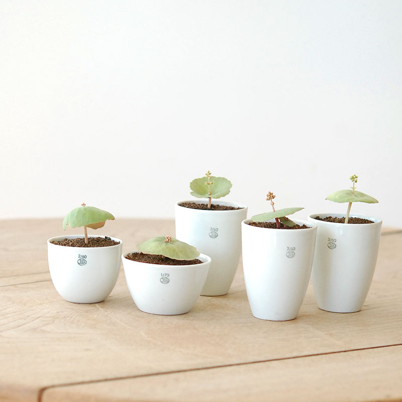 Crassula ワインカップ x チェコjipo pot