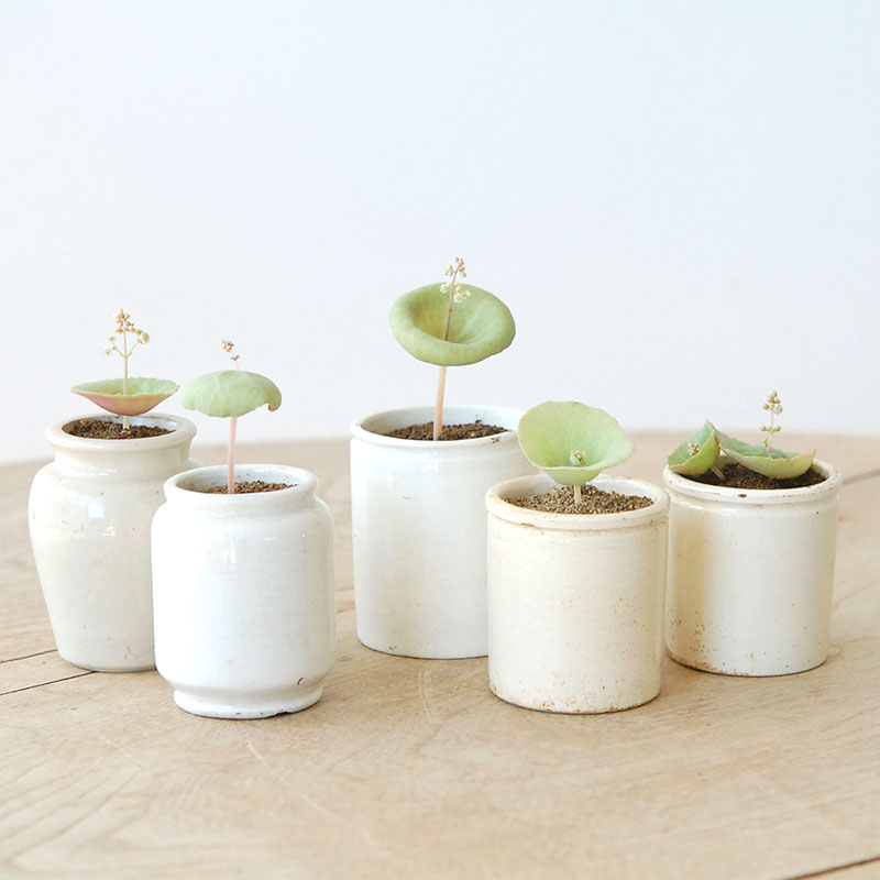 Crassula ワインカップ x イギリスアンティークポット