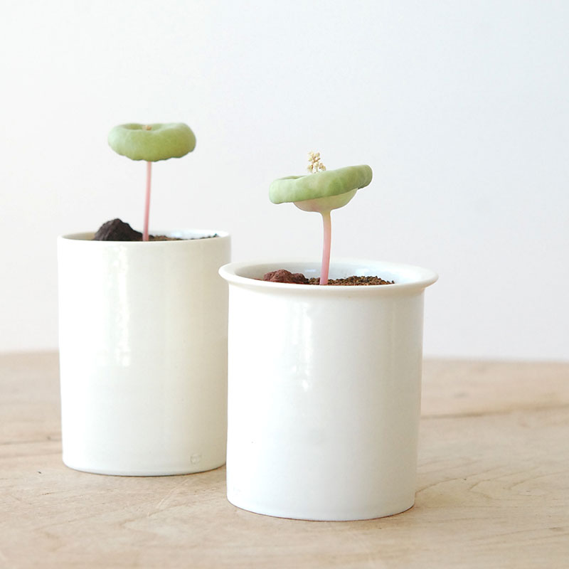 Crassula ワインカップ x 石川若彦さんの器