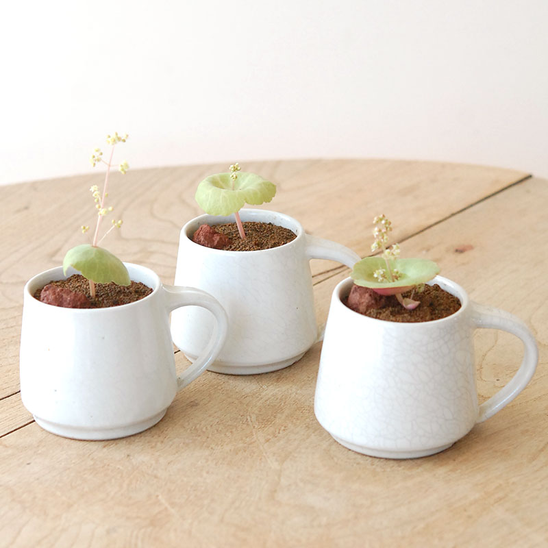 Crassula ワインカップ x 渡邉由紀さんの器(マグ)