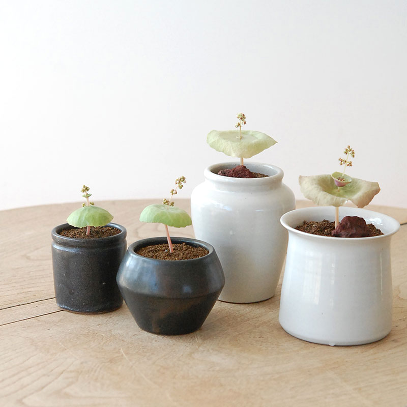 Crassula ワインカップ x 渡邉由紀さんの器