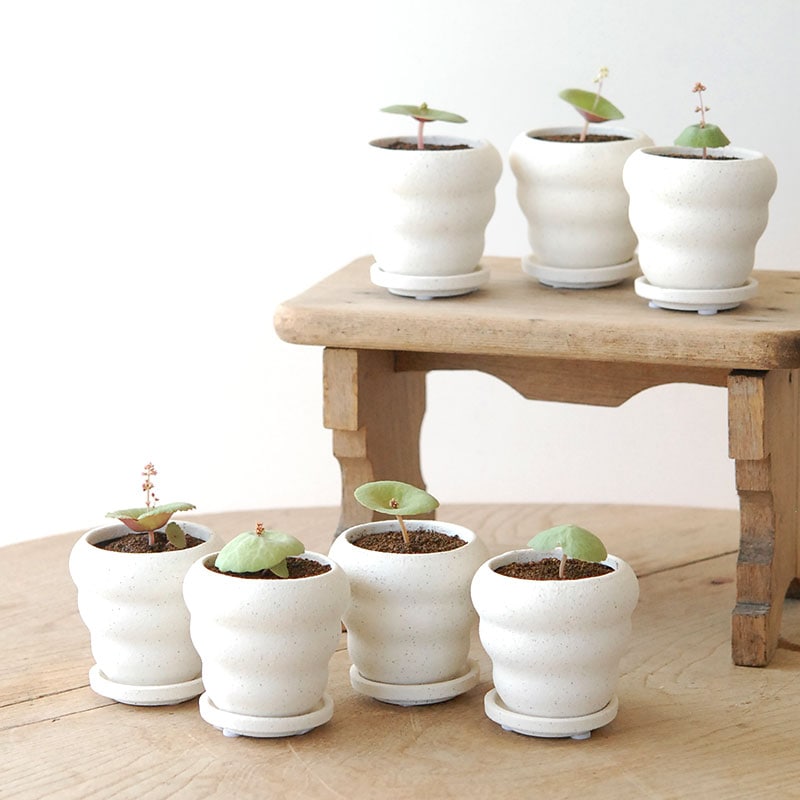 Crassula ワインカップ x ホワイトポット