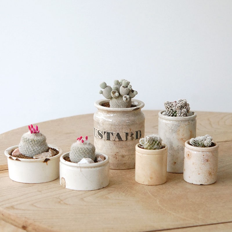 succulent x ageing pot