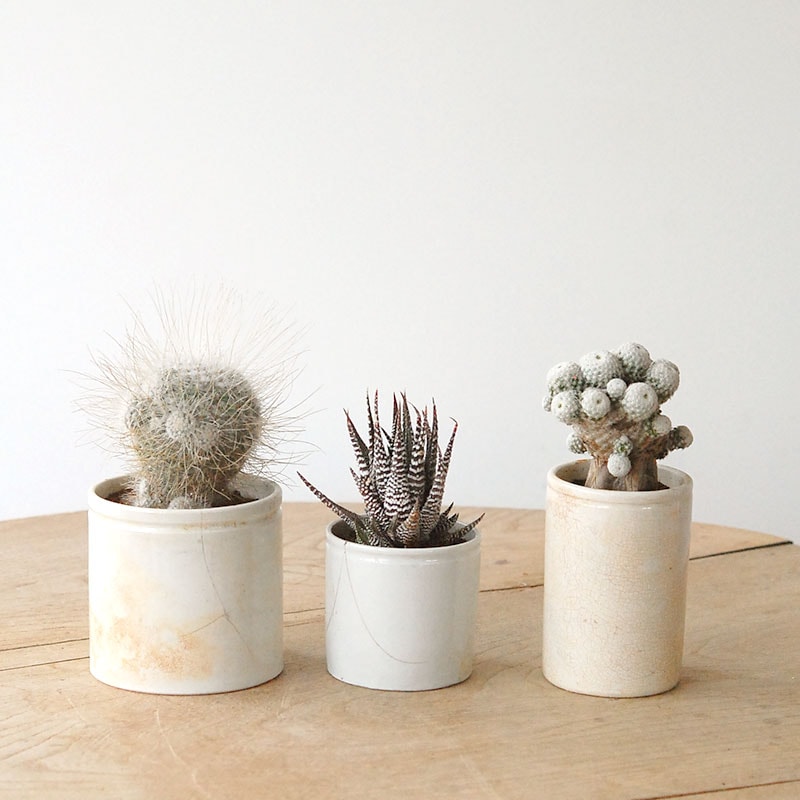 succulent x ageing pot