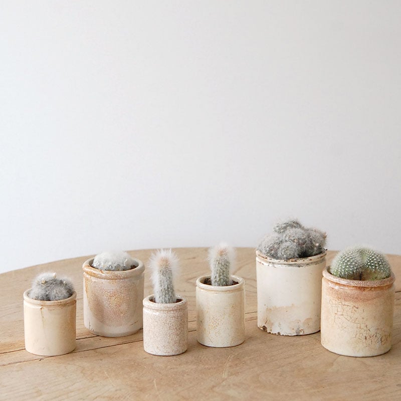 succulent x ageing pot