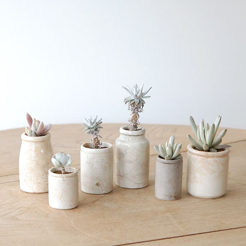 すべての商品の通販・販売｜多肉植物の専門店 solxsol（ソルバイソル）