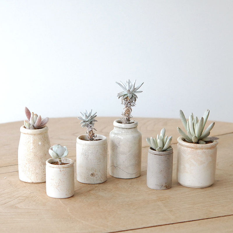 succulent x ageing pot