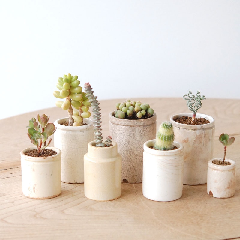 succulent x ageing pot