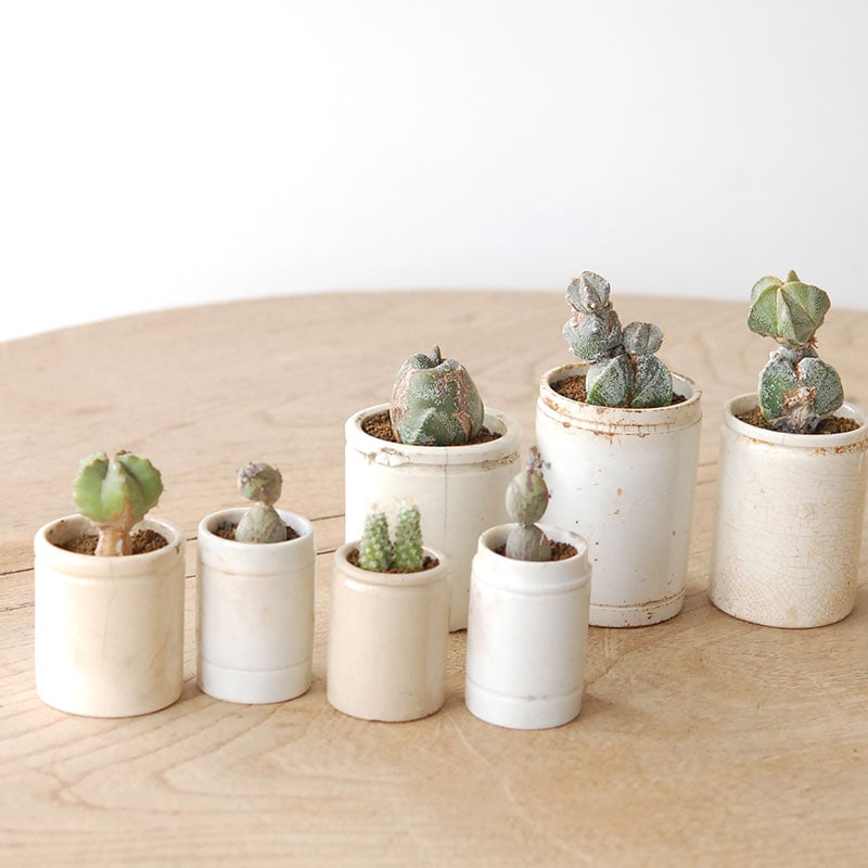 succulent x ageing pot