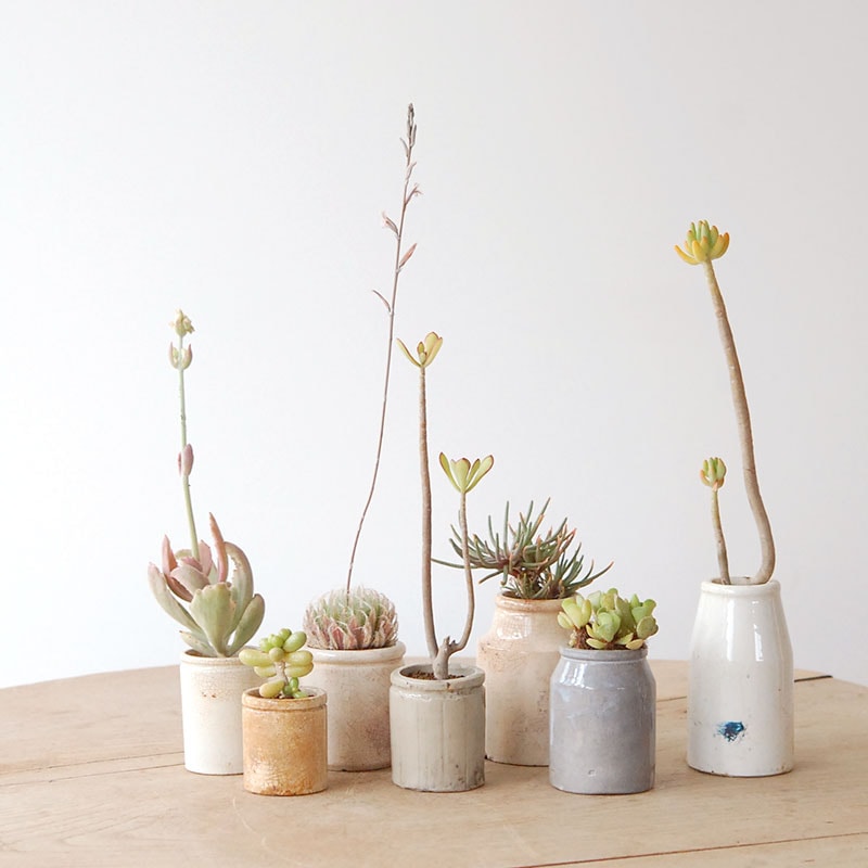 succulent x ageing pot
