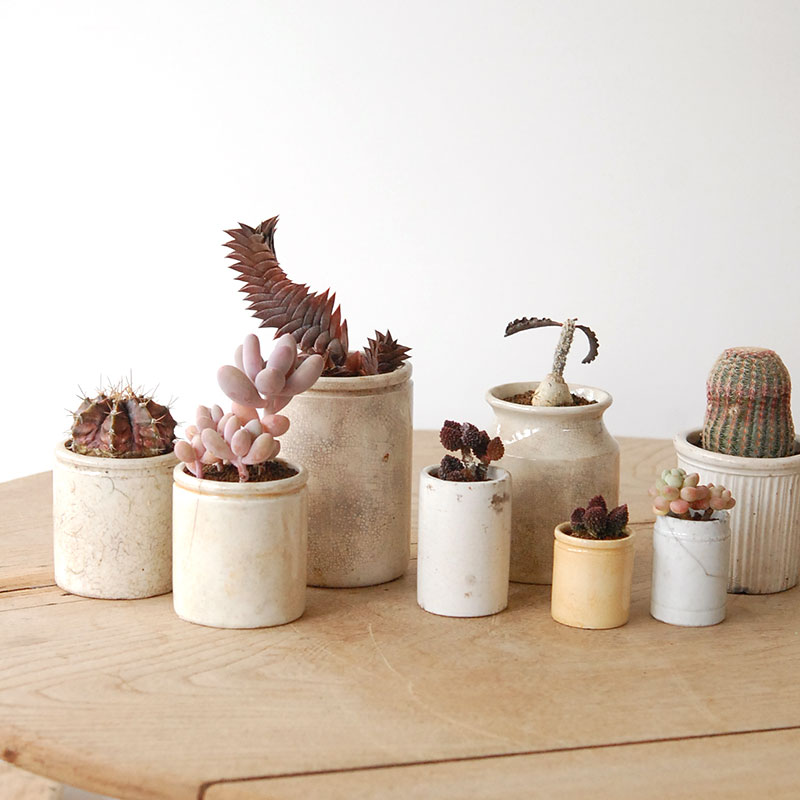 succulent x ageing pot