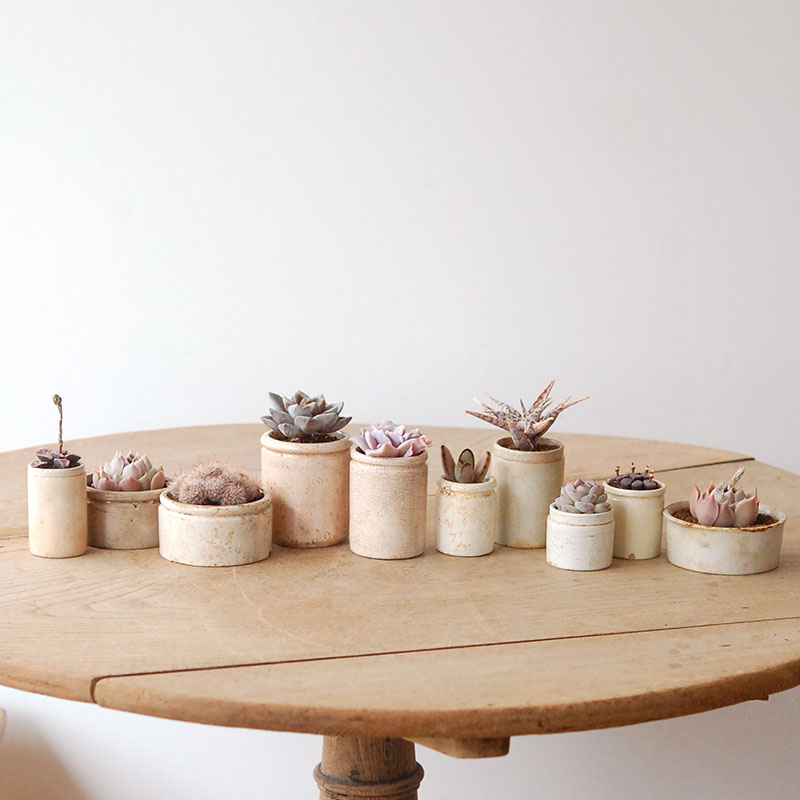 succulent x ageing pot