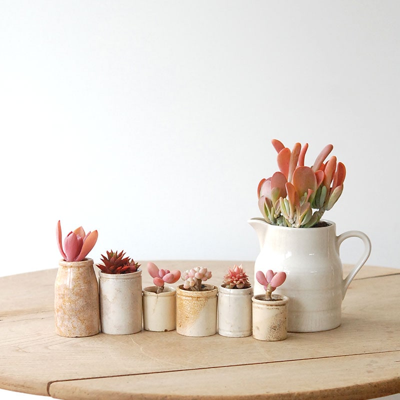 succulent x ageing pot