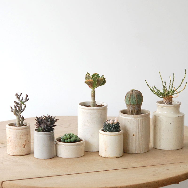 succulent x ageing pot