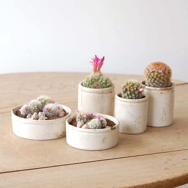 succulent x ageing pot