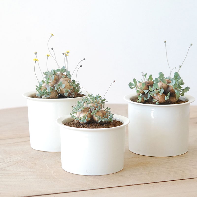 Othonna cacalioides x 石川若彦さんの器