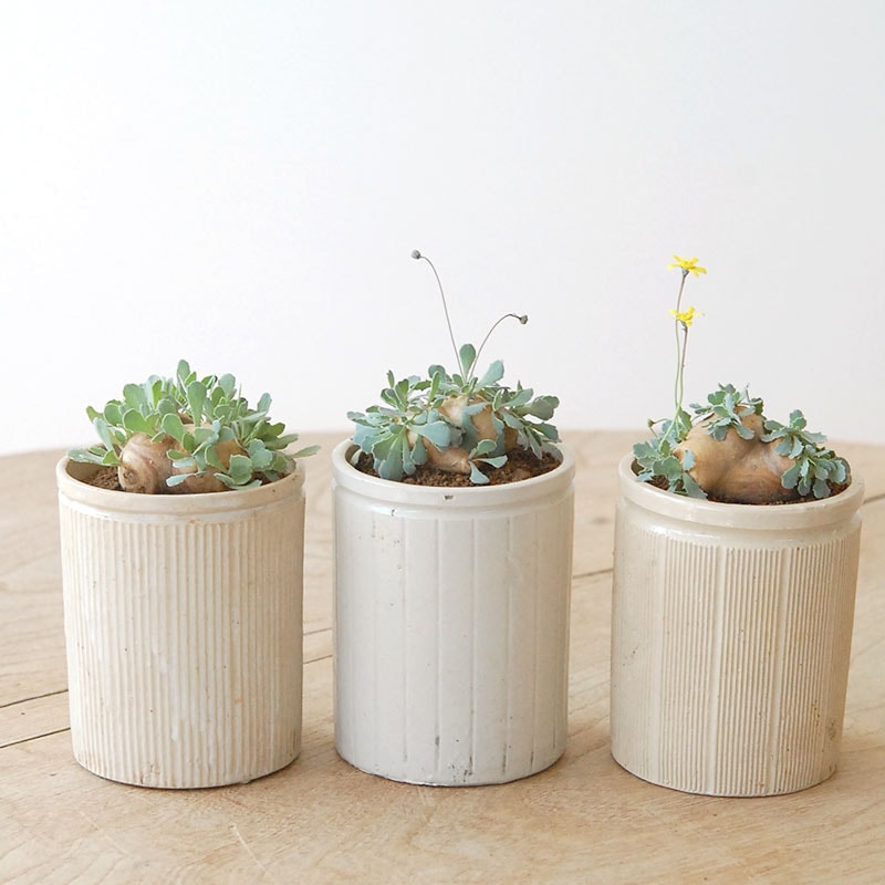 Othonna cacalioides x antique イギリスジャーm