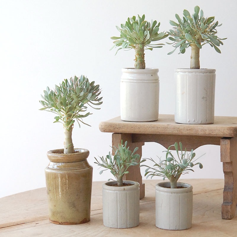 Othonna euphorbioides x antique イギリスジャー