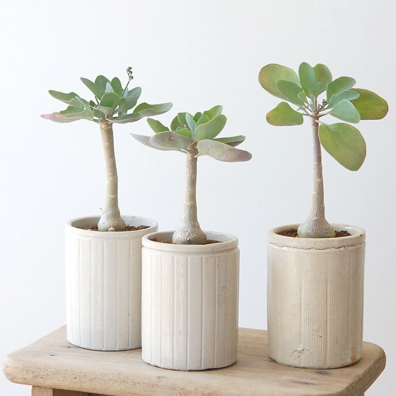 Othonna triplinervia x antique イギリスジャーm