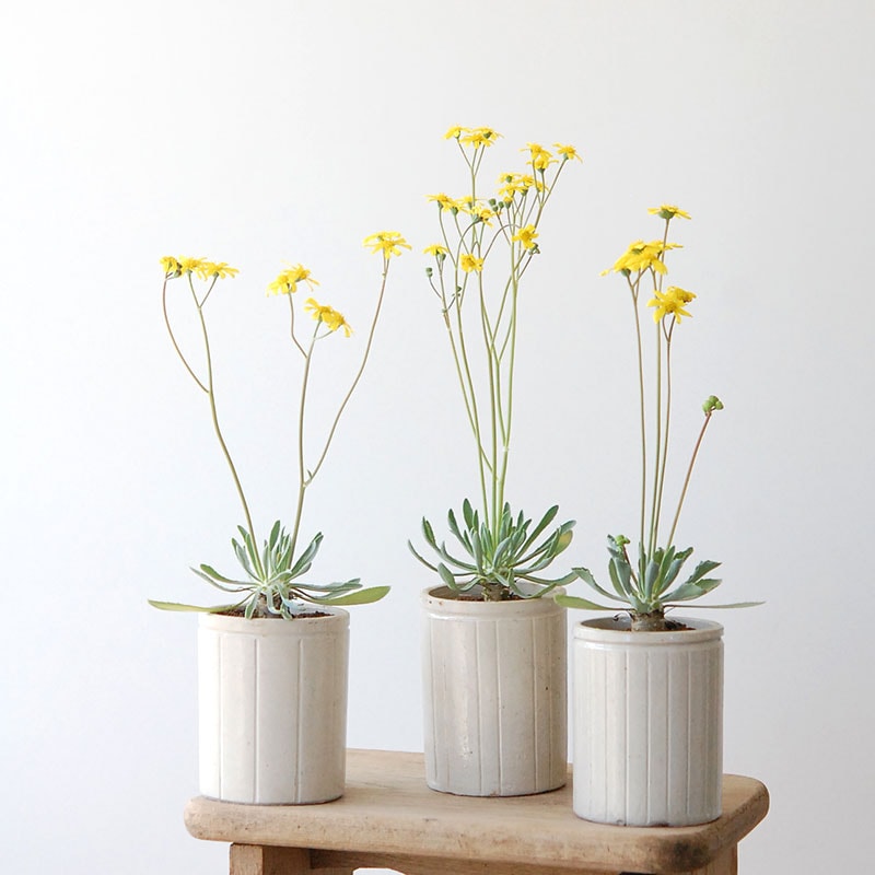 Othonna retrorsa x antique イギリスジャーm