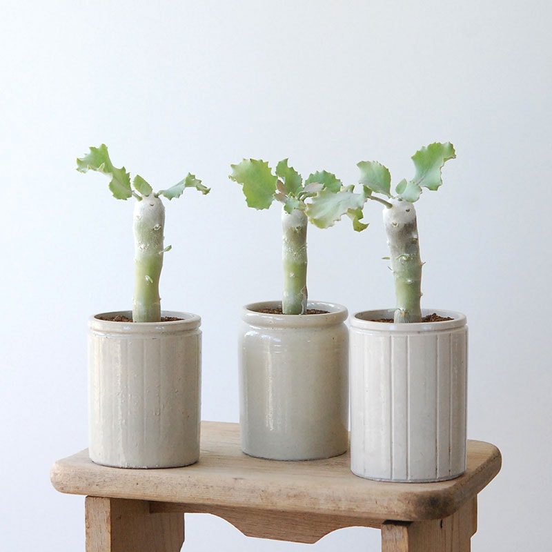 Othonna cremnophila x antique イギリスジャーm