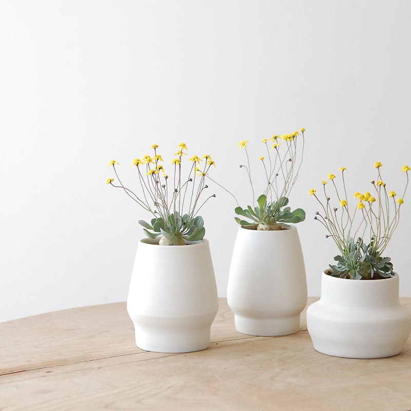 Othonna cacalioides x atelier Bulb 原田 敬子さんの器