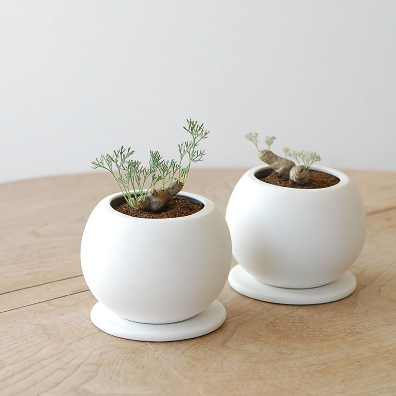 Monsonia peniculina x white pot