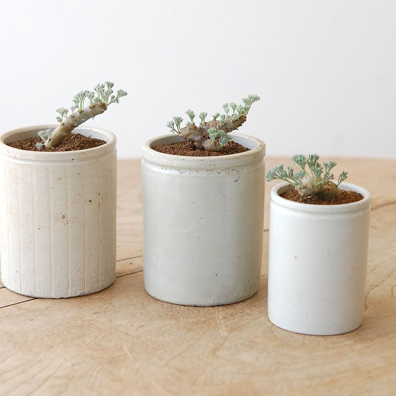 Monsonia peniculina x イギリスantique potM