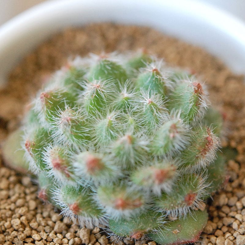 ゴールデンフルーツ / Echeveria