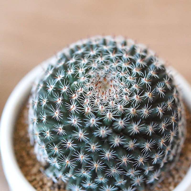 大福丸 / Mammillaria