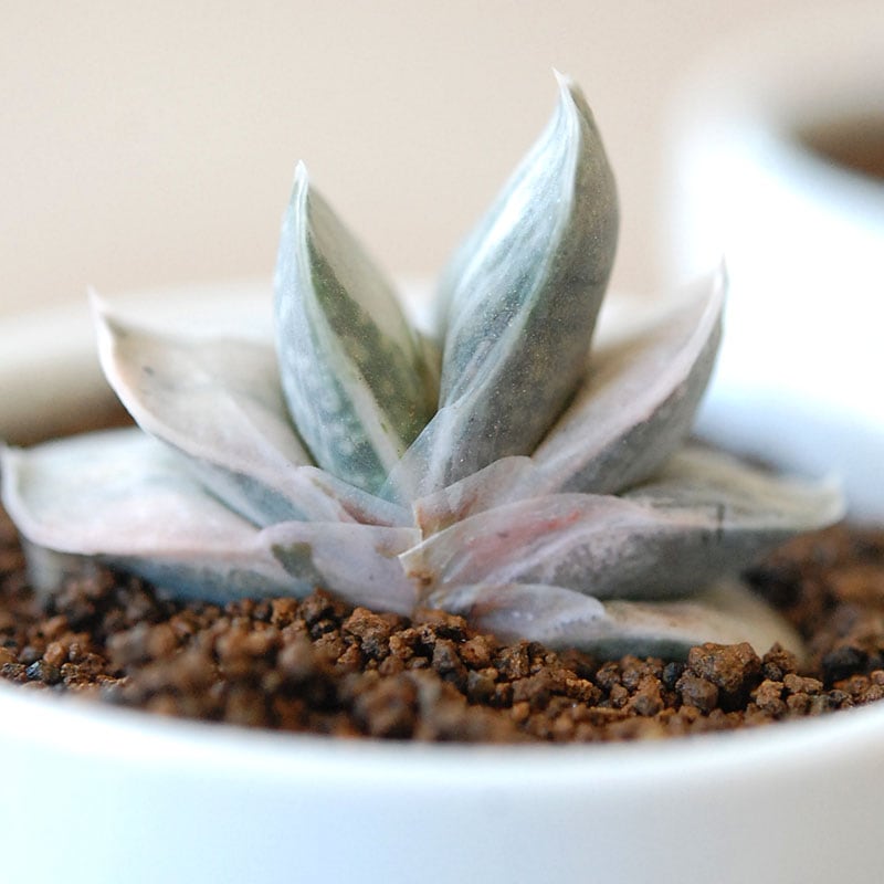 桜富士 / Gasteria