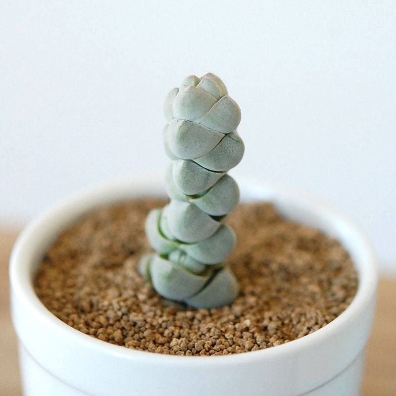 玉稚児 / Crassula
