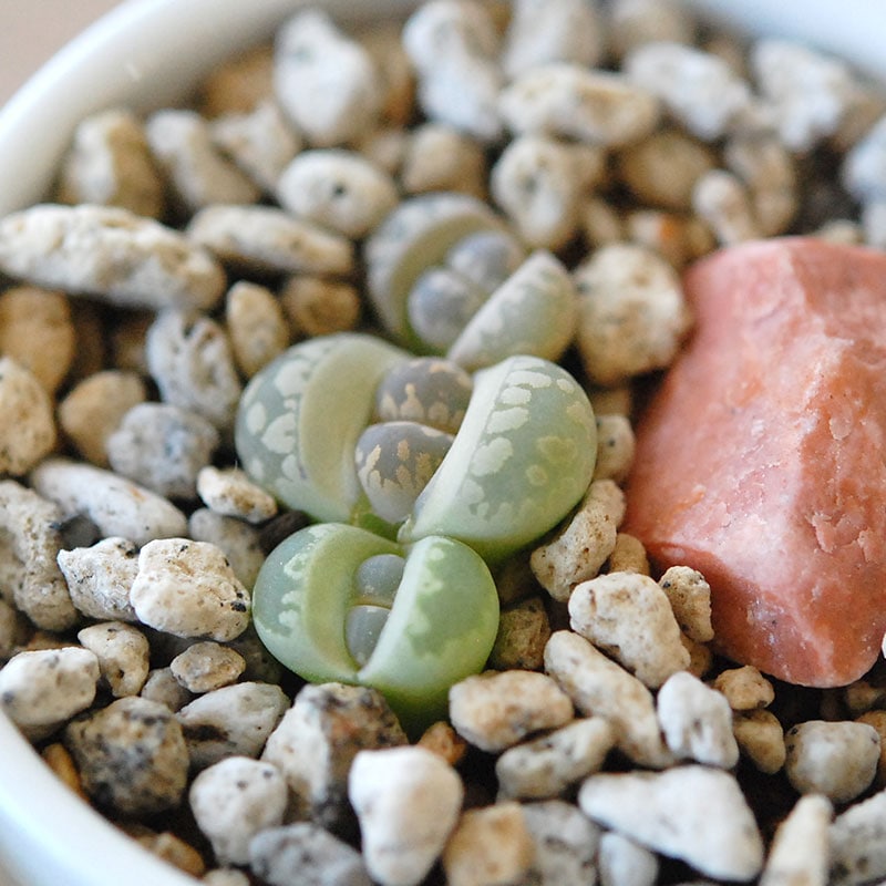 大津絵 / Lithops otzeniana