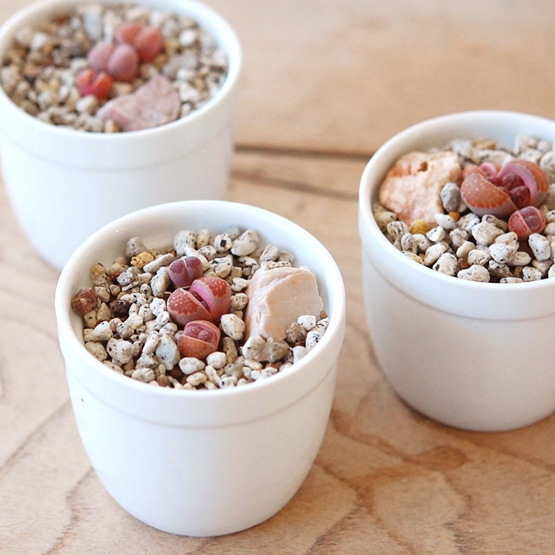 紫福来玉 / Lithops 