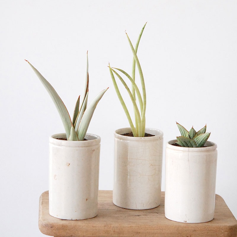 Sansevieria x antique pot