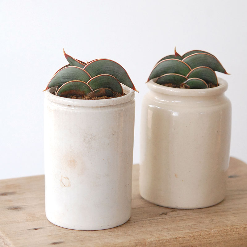 Sansevieria rorida x antique pot