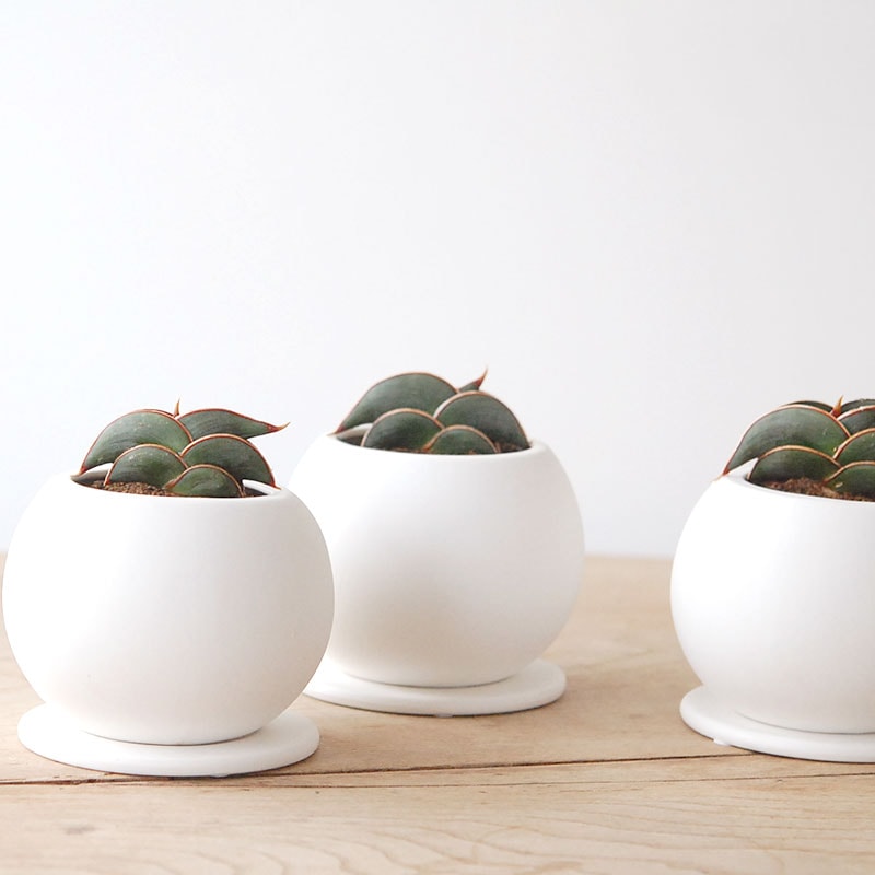 Sansevieria rorida x white pot