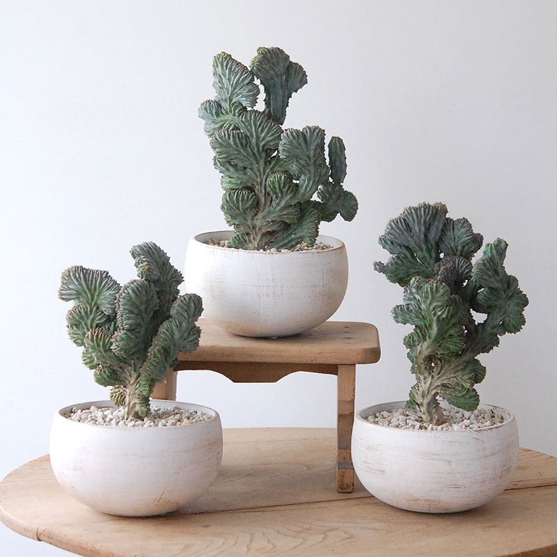 Myrtilocactus 竜神木セッカ x white low pot s