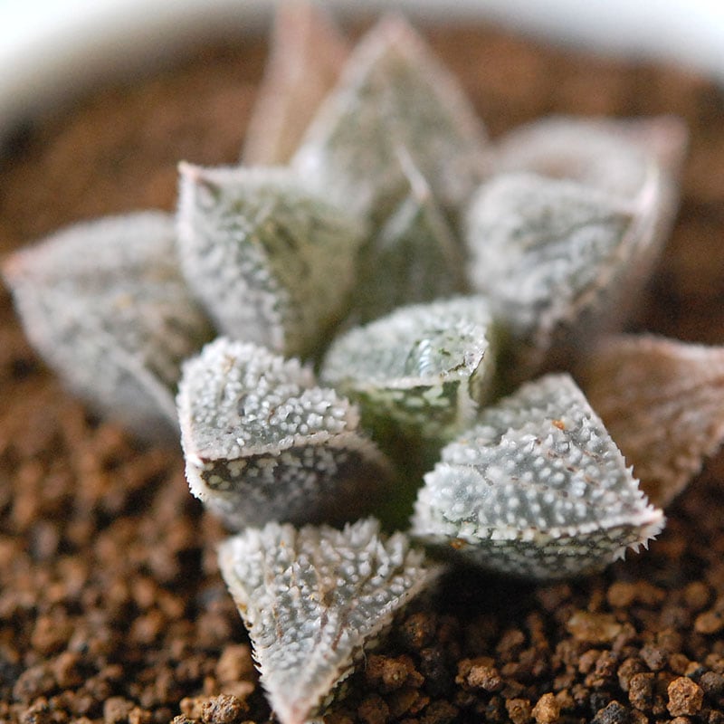 プラチナ / Haworthia wimii platinum
