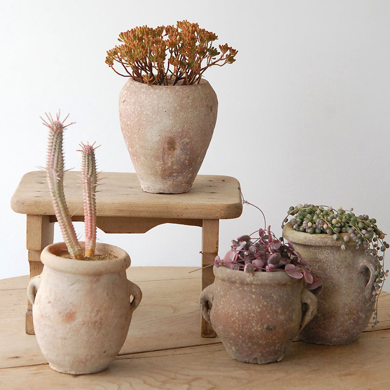 Succulent x desert pot