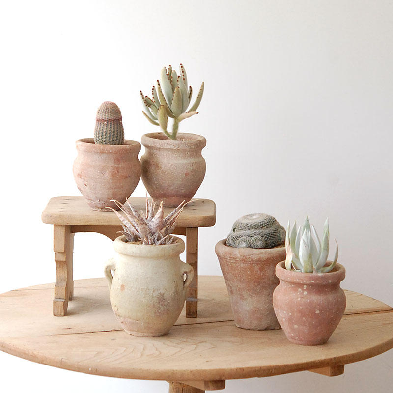 Succulent x desert pot