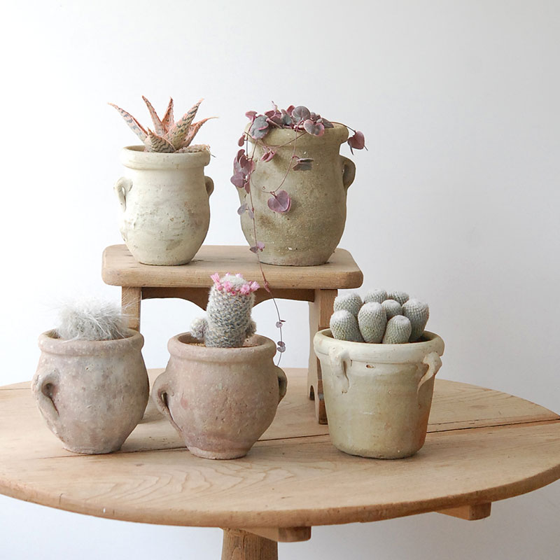 Succulent x desert pot