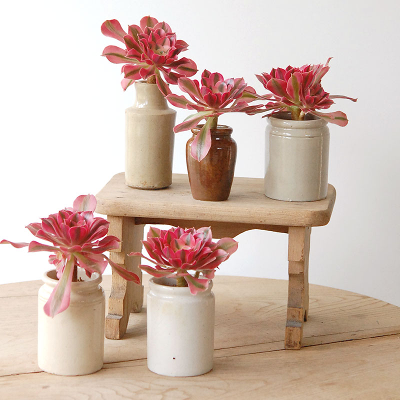 Aeonium ピンクウィッチ x antique pot