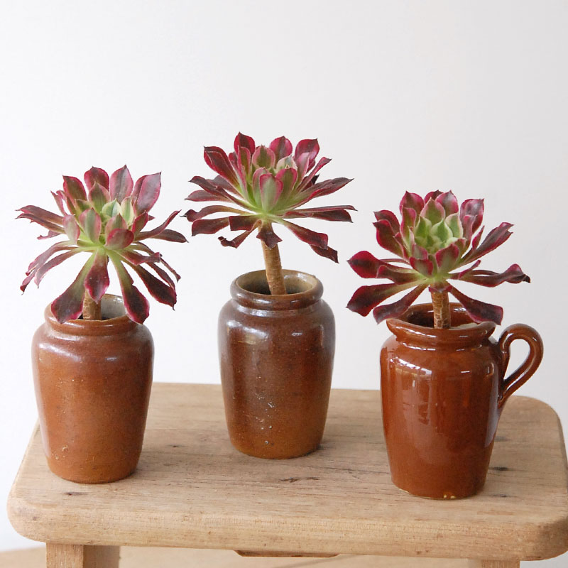 Aeonium  テンダイ x antique pot