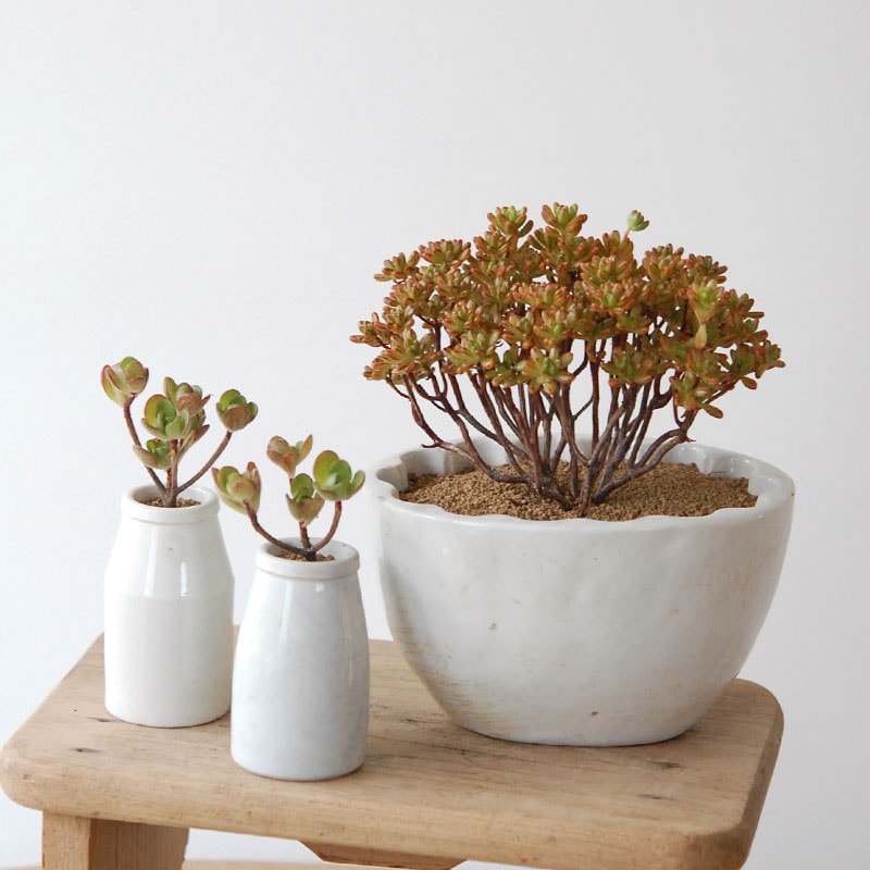 Aeonium x antique pot