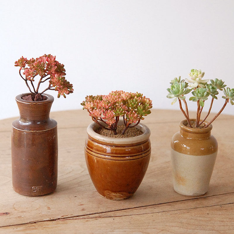 Aeonium x antique pot