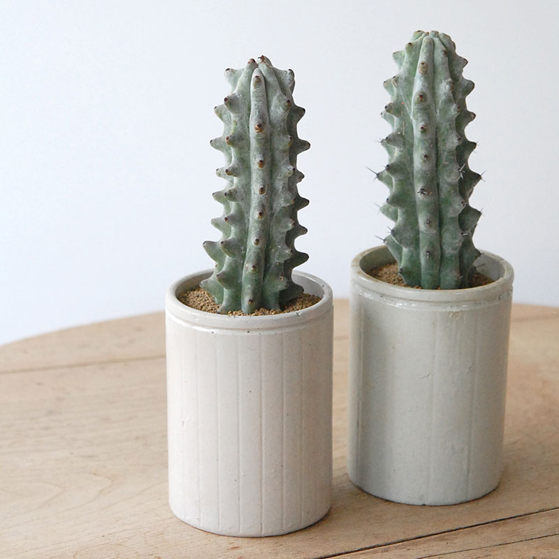 Stenocereus beneckei x antique pot L