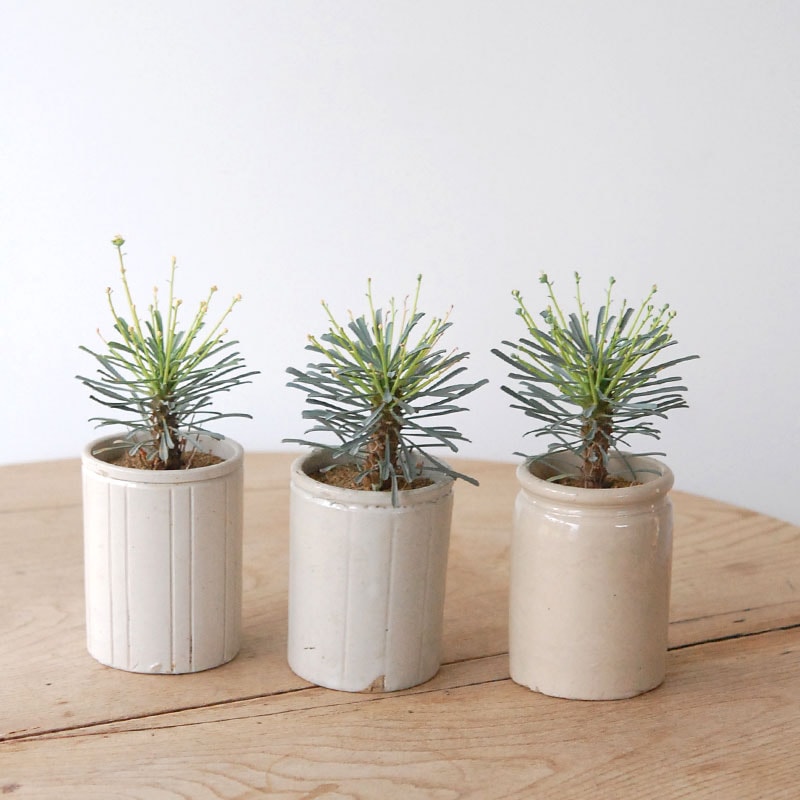 Euphorbia ムルチフォリア x antique pot