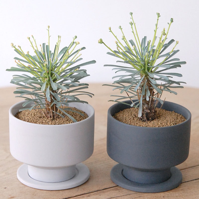 Euphorbia ムルチフォリア x マットポット