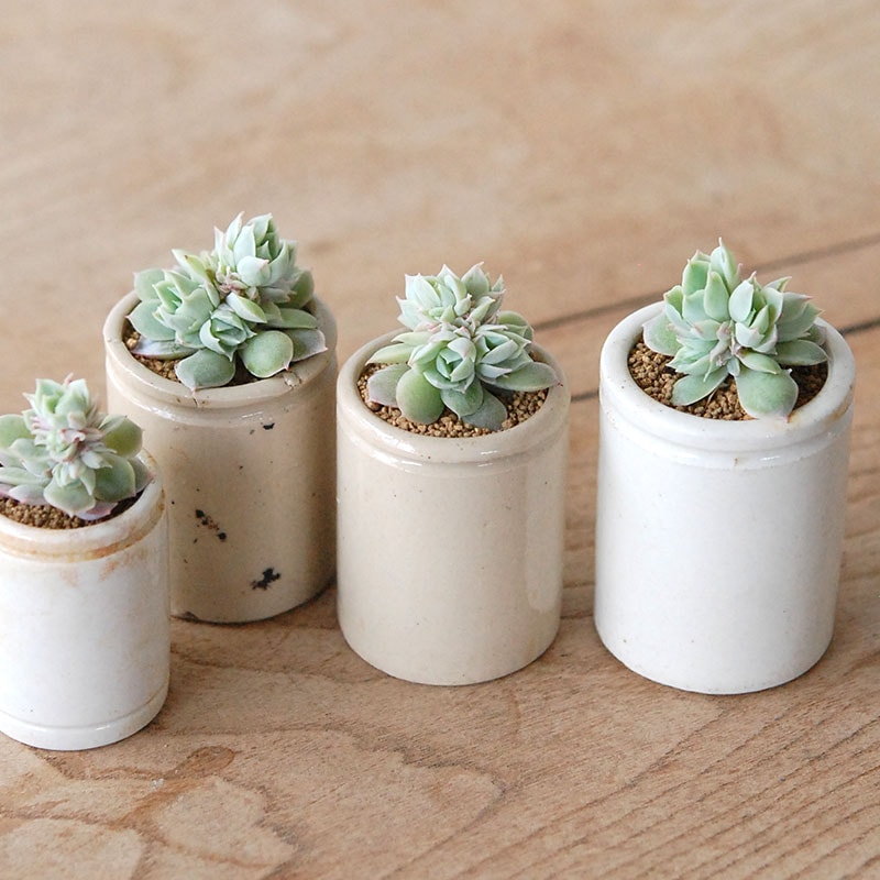 Echeveria 静月 x antique pot s